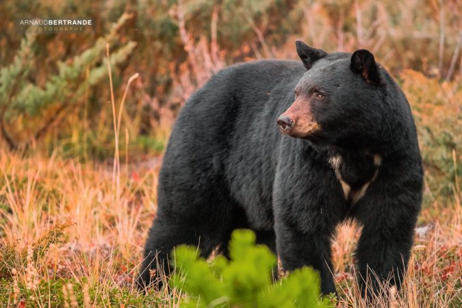 Black bear