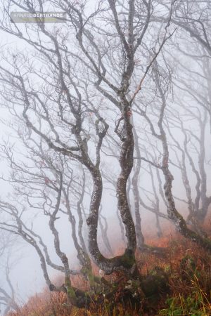 Forêt du Creux du Van