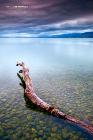 un arbre serpent