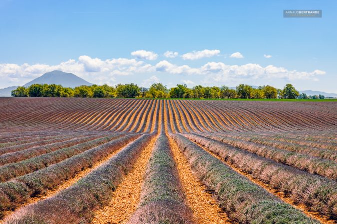 Champ-de-lavandes-sur-le-plateau-de-Valensole