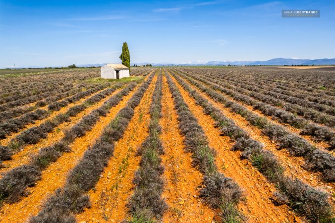 Petite-maison-avec-un-Cypres-dans-un-champs-de-lavandes-sur-le-plateau-de-Valensole