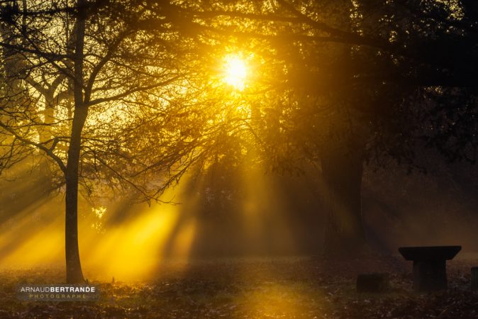 Rayons de soleil dans un parc